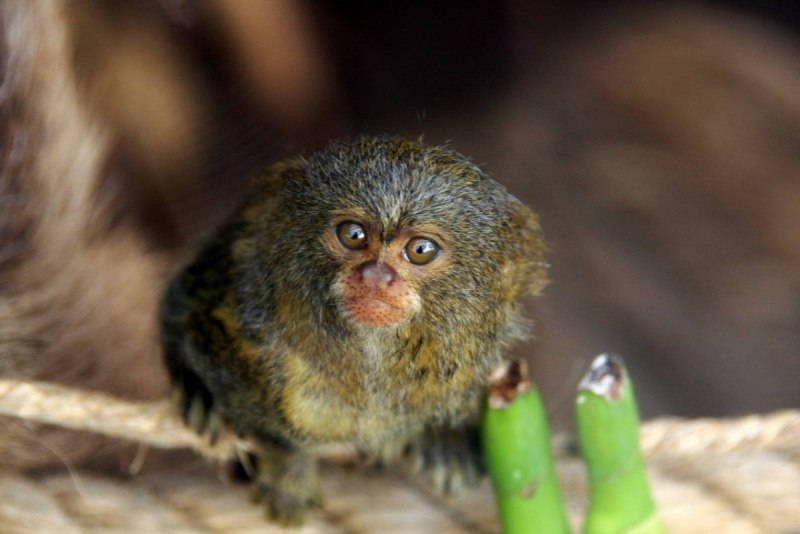 Capuchin Monkey