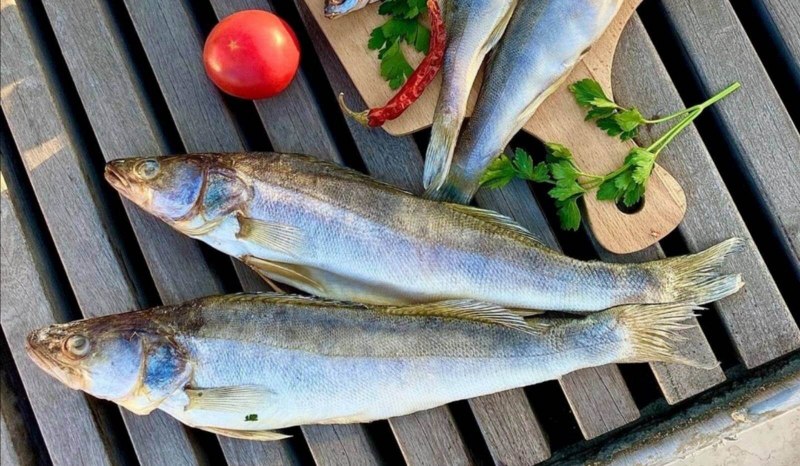 Морской Судак