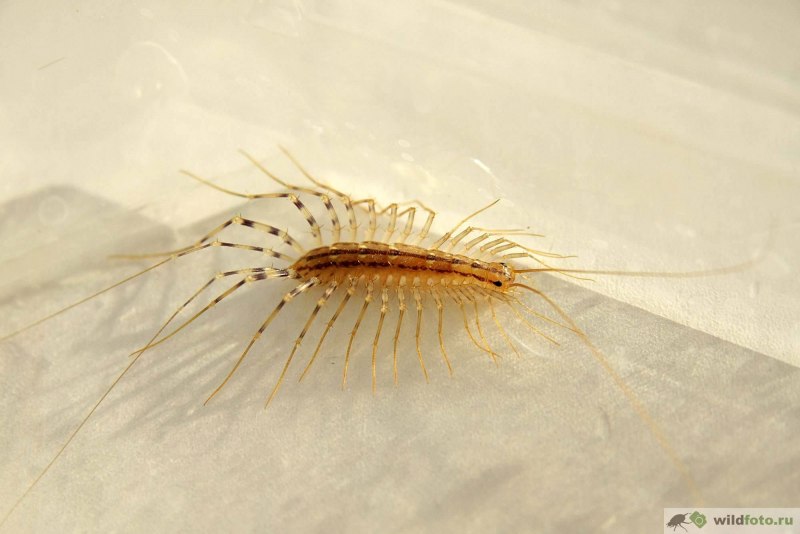 Мухоловка Scutigera coleoptrata Макроклуб