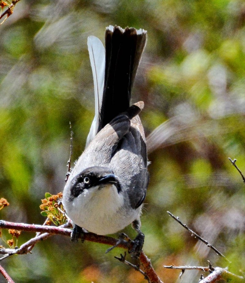Orphean Warbler