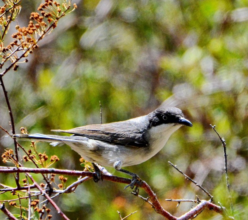 Eastern Orphean Warbler