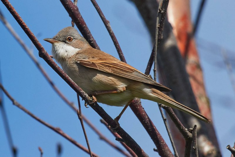 Птица Yellow Rumped Warbler