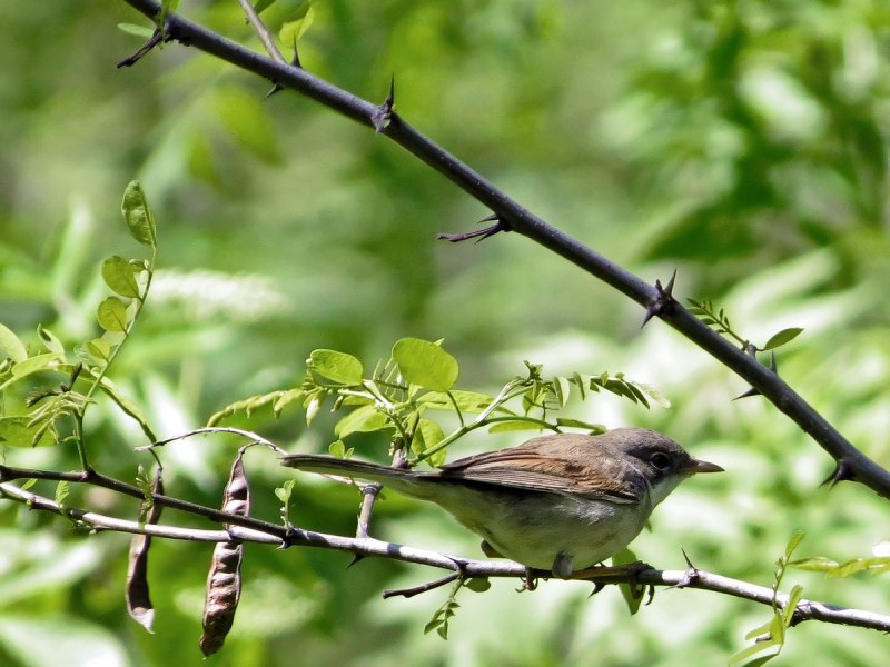 Phylloscopus occipitalis