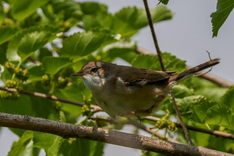Sylvia communis