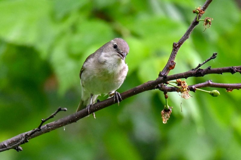 Серая Славка (Sylvia communis)