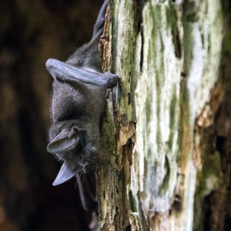 Mystacina tuberculata