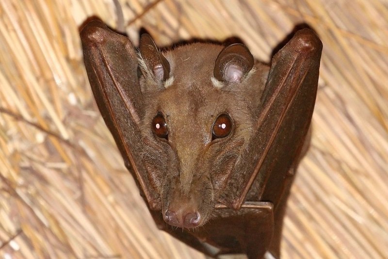 Chalinolobus tuberculatus