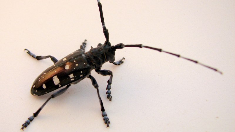 Plagiosterna aenea
