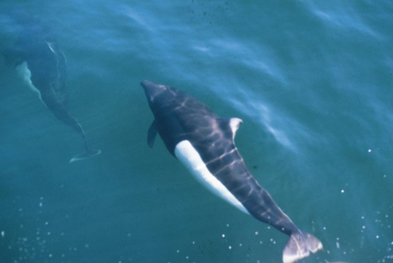Phocoenoides Dalli