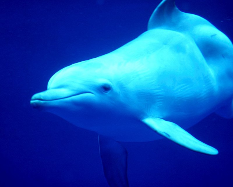 Balaenoptera acutorostrata