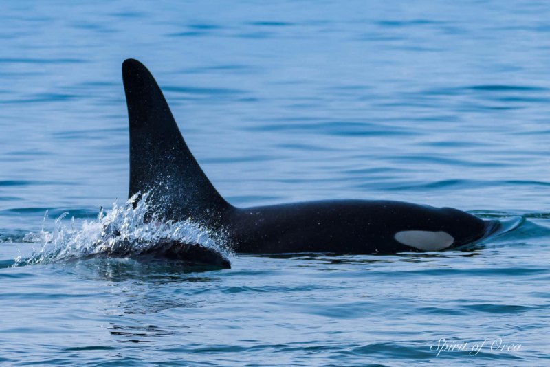 Phocoena dioptrica spectacled Porpoise Дельфин Азовка