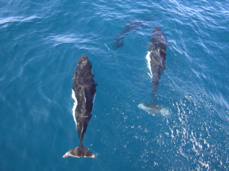 Калифорнийская морская свинья (Vaquita)