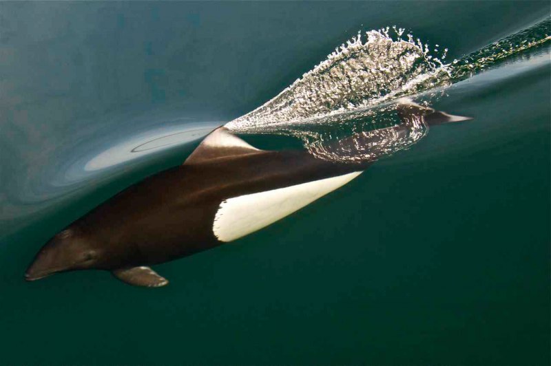 Phocoenoides Dalli
