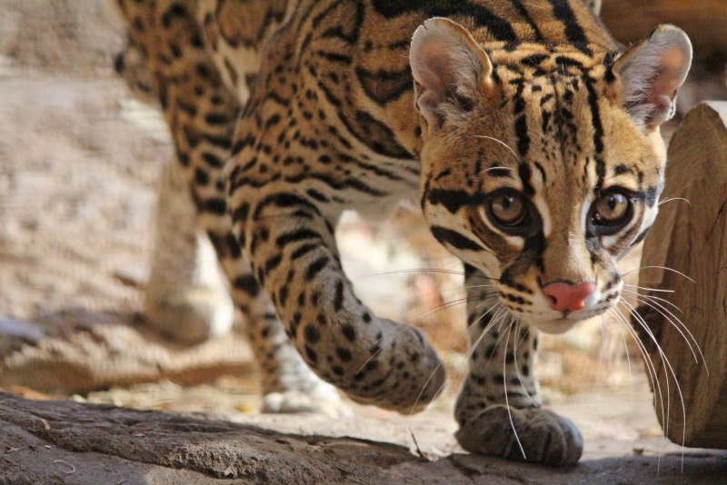 Леопардовая кошка Оцелот