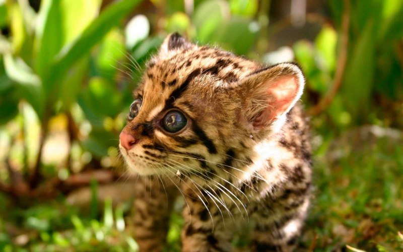 Леопардовая кошка Оцелот