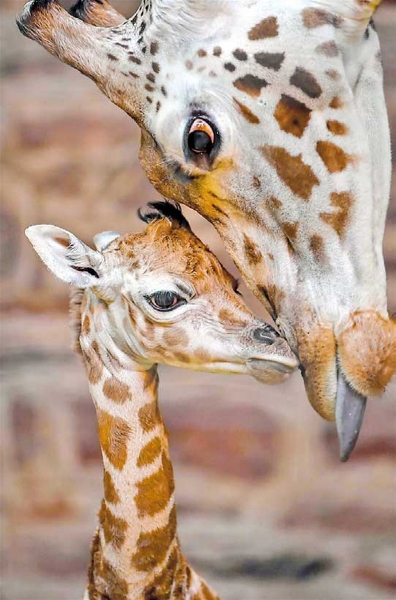 Giraffa Giraffa животные
