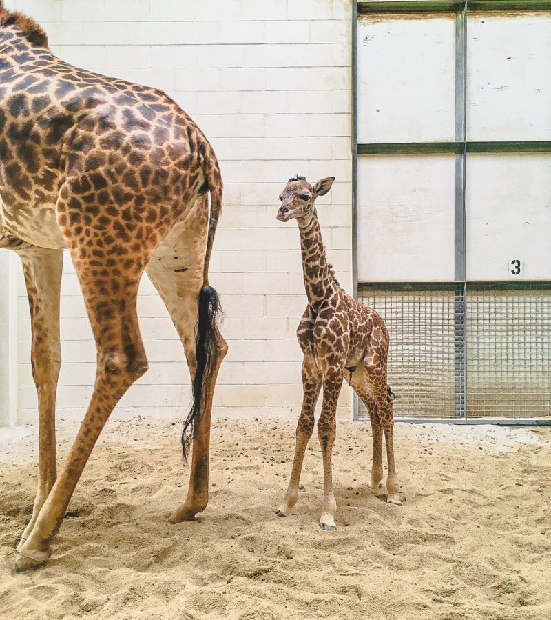 Беременный жираф (54 фото)