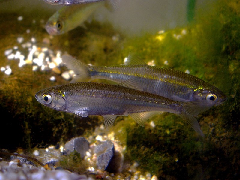 Верховка Leucaspius delineatus