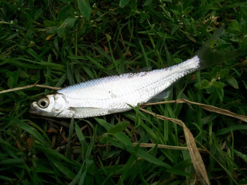 Уклейка Alburnus Alburnus