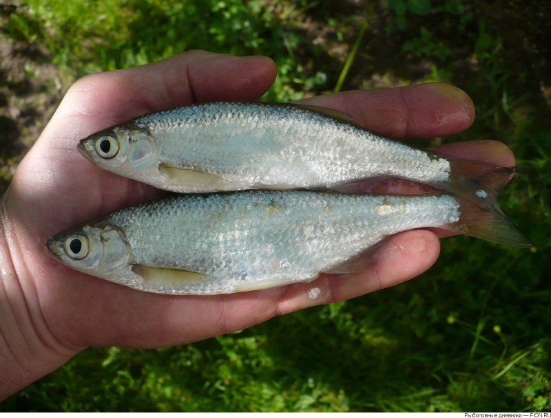 Верховка Leucaspius delineatus