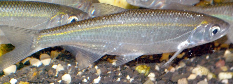Alburnus Chalcoides