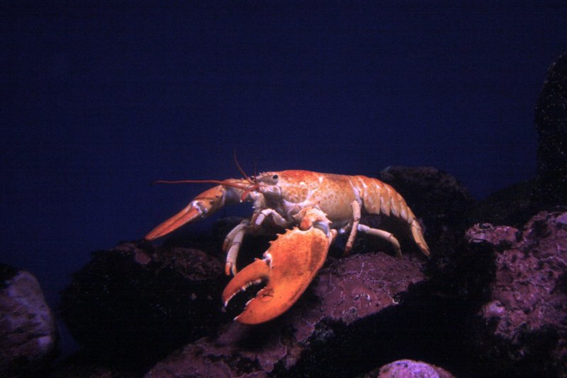 Лобстер the Lobster