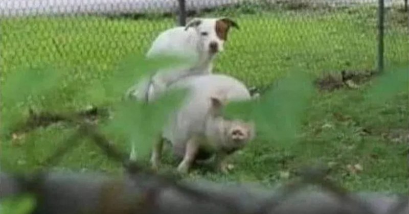 Собаки сношают поросят