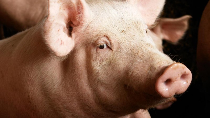 Pigs на русский
