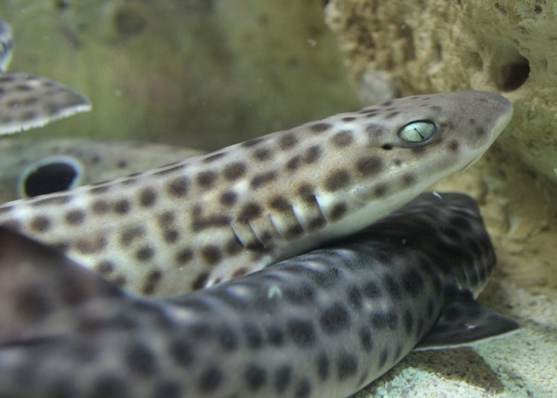 Atelomycterus macleayi