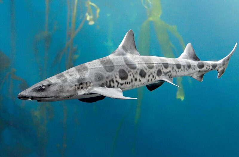 Poroderma pantherinum
