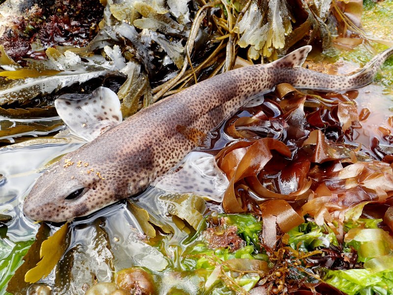 Cephaloscyllium isabellum