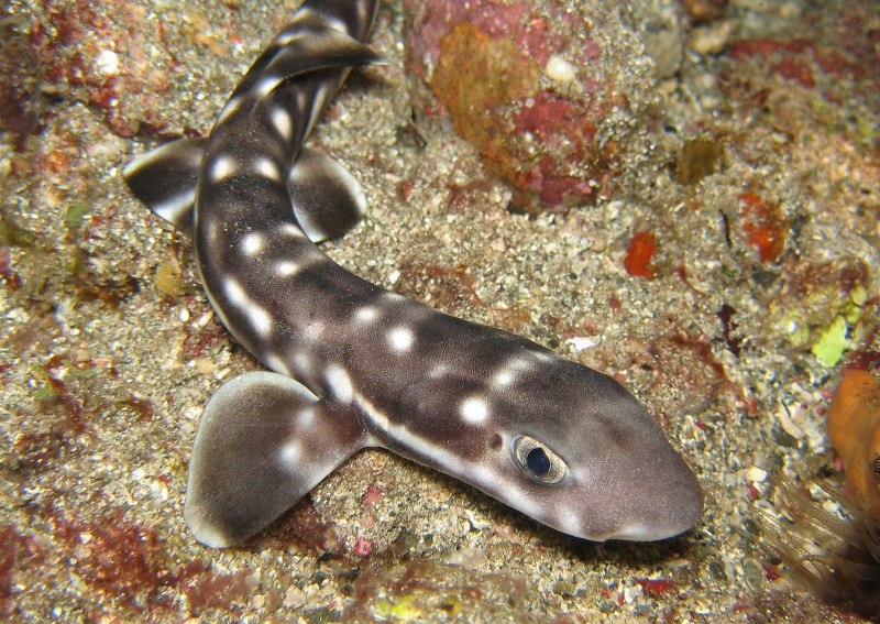 Scyliorhinus Tokubee