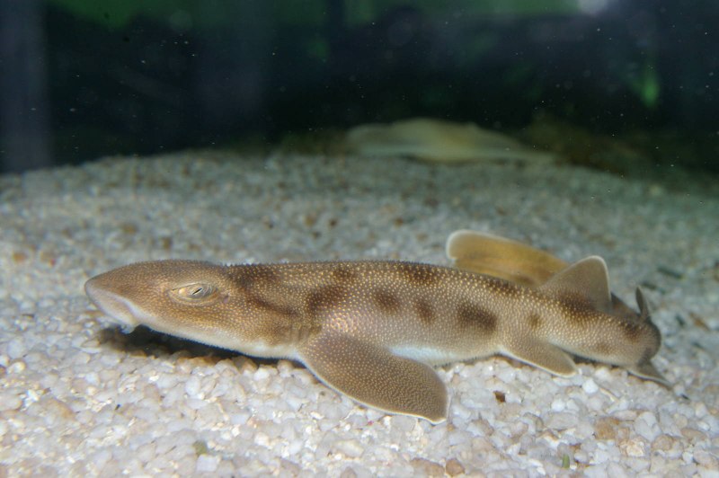 Triakis semifasciata