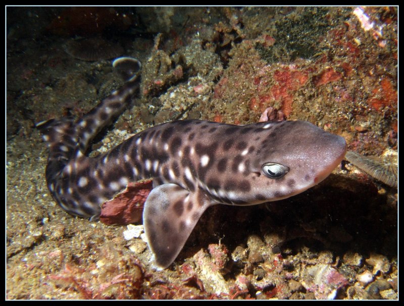 Atelomycterus macleayi