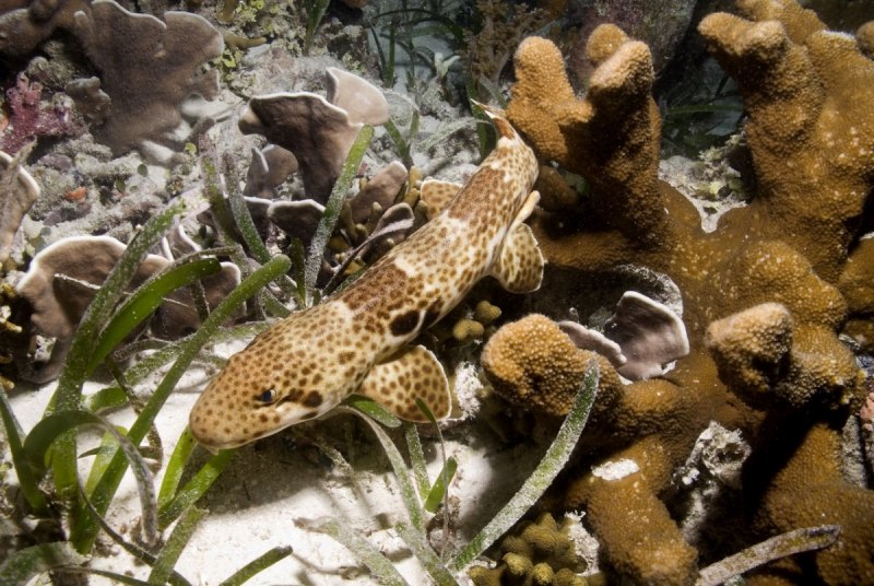 Cephaloscyllium isabellum
