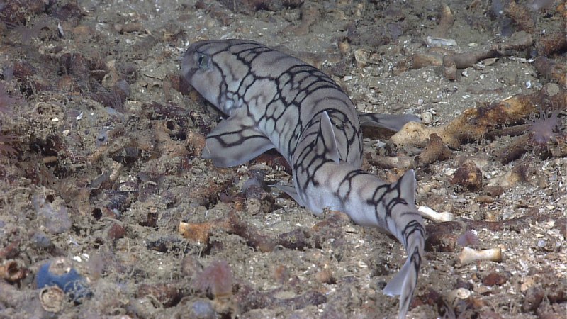 Scyliorhinus акула