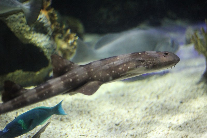Chiloscyllium punctatum