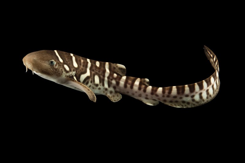 Scyliorhinus Tokubee