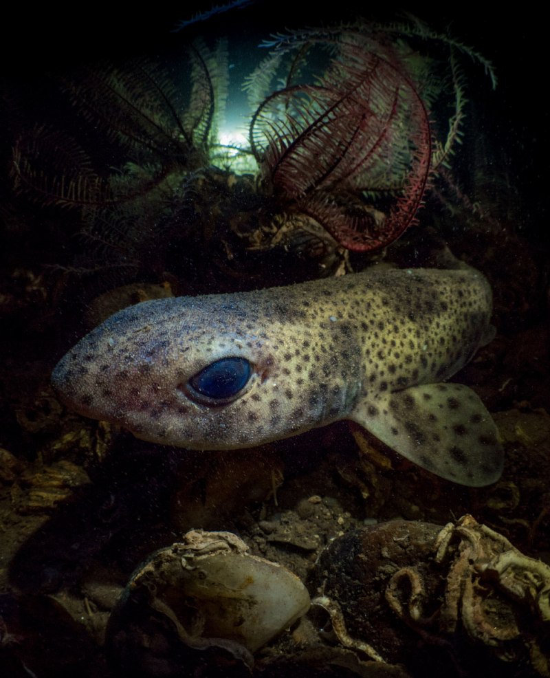 Chiloscyllium punctatum