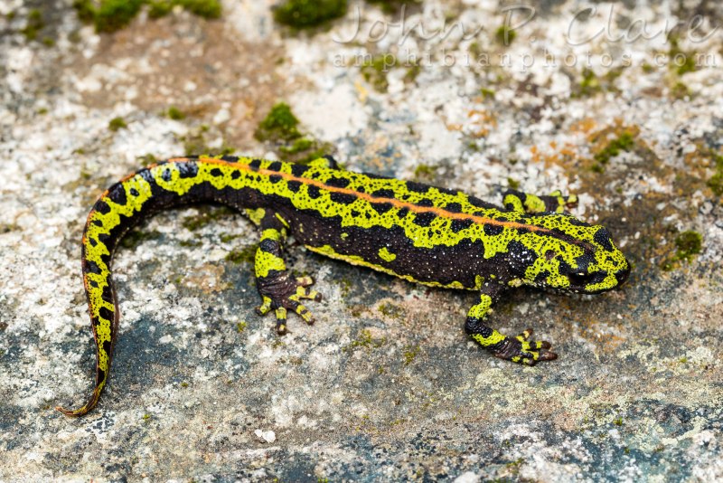 Triturus marmoratus