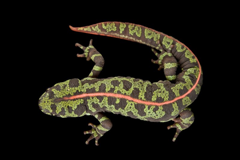 Triturus marmoratus