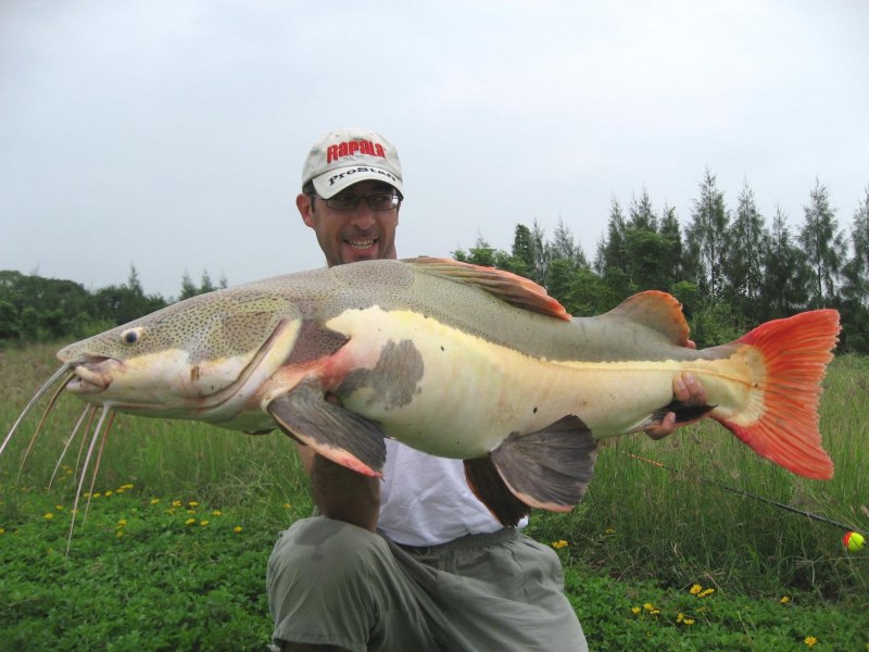 Рыбки карпы кои