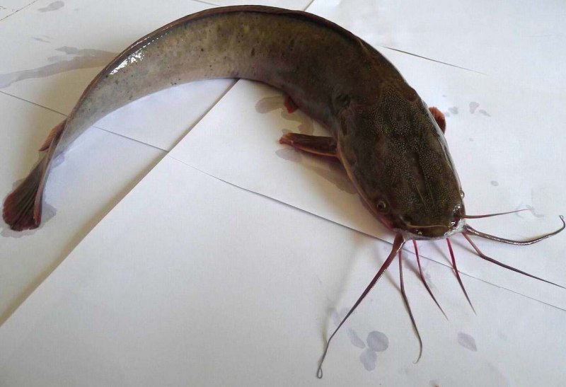 Mekong giant Catfish рыба