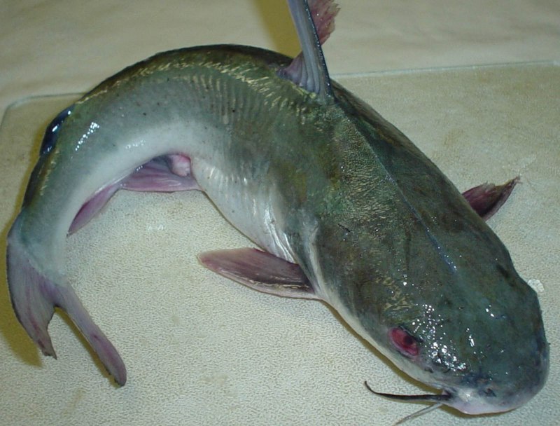 Сом обыкновенный Silurus GLANIS