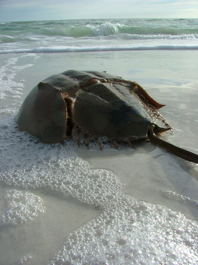 Мечехвост Limulus Polyphemus
