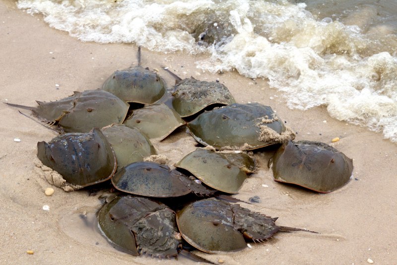 Мечехвост Limulus Polyphemus