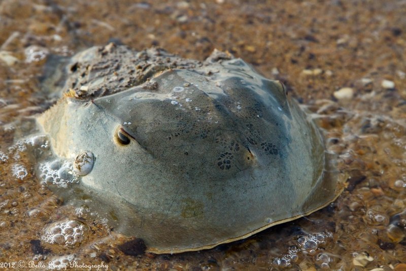 Мечехвоста Limulus