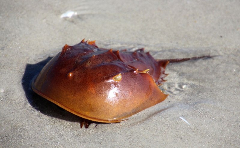 Мечехвост Limulus Polyphemus