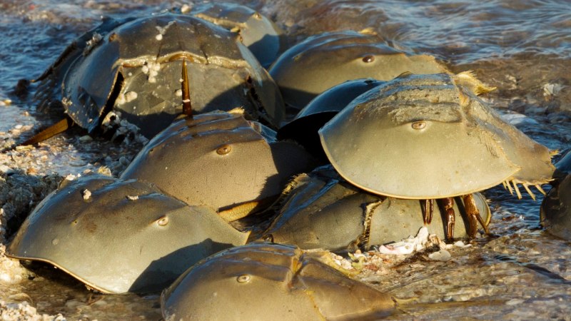 Мечехвост Limulus Polyphemus