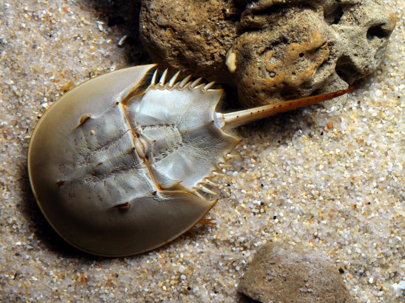 Tachypleus tridentatus